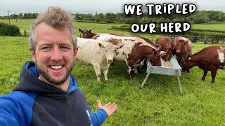 Gambling on the Beef Game! Is this a smart move?