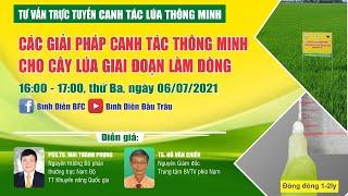 Các giải pháp canh tác thông minh cho cây Lúa giai đoạn làm đòng