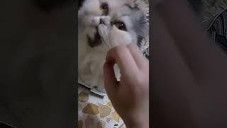 بلعت العنوان 