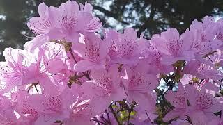 FLOWERS CAN DANCE!!! Amazing nature  Beautiful blooming flower time lapse video