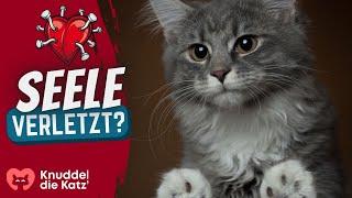 Wenn du DAS tust, verletzt du deine Katze seelisch!