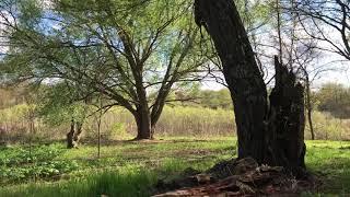 Reclaiming the Wetland Area