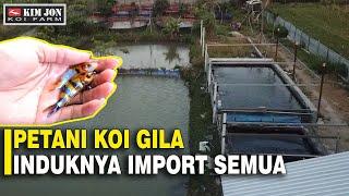 PETANI KOI INI TERNYATA INDUKNYA IMPORT SEMUA | KIMJON KOI FARM JOMBANG