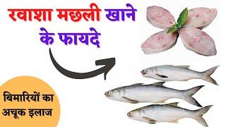 रवाश मछली खाने के फायदे | Health Benefits Of Eating Rawas Fish | the jalebi