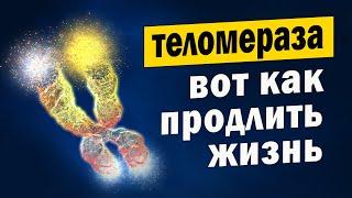 Как продлить жизнь: учёные раскрыли тайну теломер!