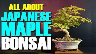 The Ultimate Guide to Japanese Maple Bonsai Beauty