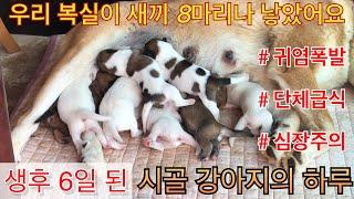 (귀염폭발!! 심장주의!!) 생후6일 된 완전 새끼 강아지(신생견)들의 하루 일과!! 진짜 귀여워 죽음^^