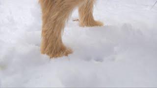 How to Protect Your Dog's Paws When it Snows