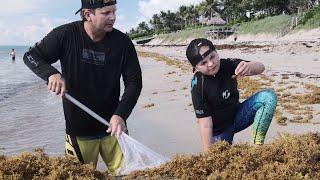 Catching EXOTIC FISH in Seaweed