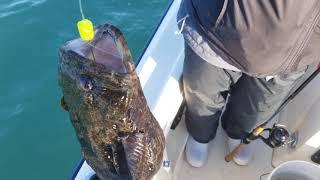 State Record Oyster Toadfish?