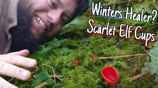 Scarlet Elf Cups - Winter Mushroom Foraging  Identification, Health Benefits & Folklore