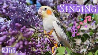 Happy Parrot & Cockatiel singing in Nature | Journey with My Bird Through the Blossoms of Spring