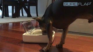 SureFeed Sealed Pet Bowl from SureFlap