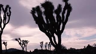 Audio Described Version: Wilderness Backpacking at Joshua Tree National Park