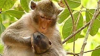 Cry So Loud Poor Baby Monkey Alba | Mom Monkey STOP Feeding Milk Alba | Newborn Babies Monkey