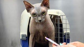 Hairless Kitties Take A Bath | Cute Sphynx Cats