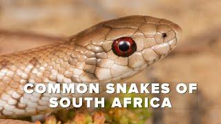 Common Snakes of South Africa