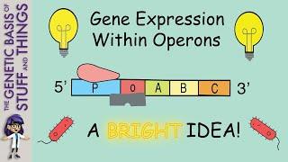 Shedding light on operons: Gene structure enabling the coregulation of structural genes