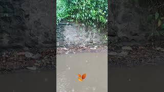 #AmitKumar #hindisong #bollywoodsong #oldisgold #nature
