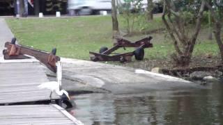 Egret by the lagoon