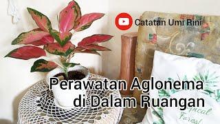 Begini Perawatan Aglaonema Indoor di Dalam Ruangan | Tips Aglaonema