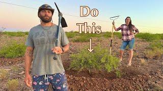 Mesquite Trees and THIS interesting technique will kickstart our Desert Food Forest!