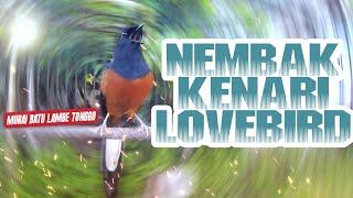 EDISI SPESIAL!! MURAI BATU GACOR TEMBAKAN LOVEBIRD & KENARI PANJANG COCOK UNTUK MASTERAN