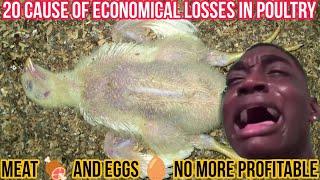 Causes of Economical losses in Poultry