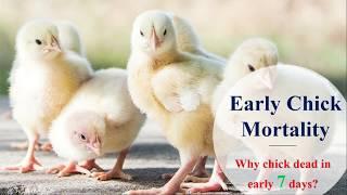 Early chick mortality in poultry | Save 99% Chicks | Griffin Poultry