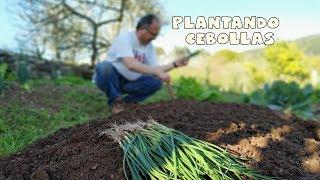 Plantando cebollas || Tu huerto facil || #cebollas