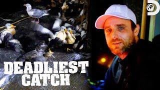 The Saga Gets Attacked by Seabirds | Deadliest Catch | Discovery