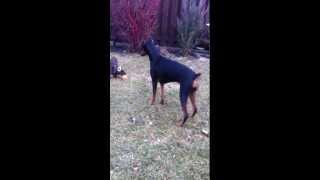 Funny Doberman punch