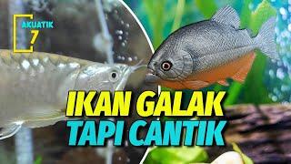 9 IKAN HIAS AKUARIUM PALING GALAK DAN AGRESIF | AKUATIK7