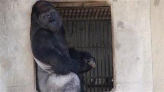 Japan's Latest Heartthrob: Shabani the Gorilla