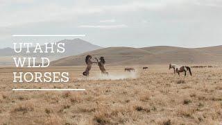 Wild Horses of Utah