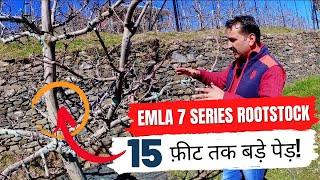 Part 2 | Emla 7 Series Rootstock Plants | 15 Feet तक बड़े पेड़