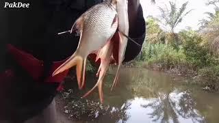 UMPAN & TRIK MANCING IKAN LAMPAM