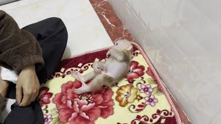 Baby monkey Miker show bad activity to mother before dressing clothes