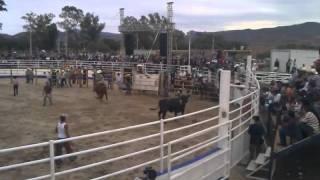 Bull riding in Jalisco ,Mexico gone bad