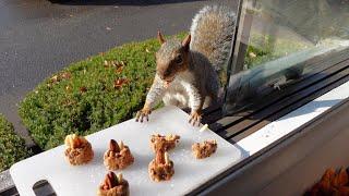 Squirrels are trick-or-treating at my window