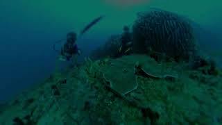 Diving @ Sabang - The Atoll & Canyons