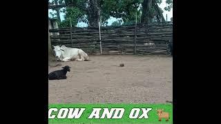 Cow And Ox  shorts