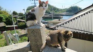 4K 愛媛 青島(十数人の住民と百匹のネコ） Ehime,Aoshima(10+ residents and 100+ cats)