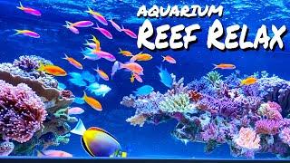 REEF RELAX - chillout music + reef aquarium + room design - LOFI #aquarium​ #reeftank​ #chilout​