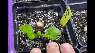 Single Node Fig Cuttings Prequel (and Update) using St. Martin Fig