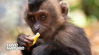 Baby Lion Tailed Macaque Needs Family to Survive | New Kids in the Wild 105