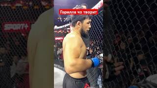 Горилла зарвал вес мир  #бой #боец #бокс #ufc #мма #бои #нокаут #юфс #спорт #ufs