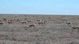 Gazelles in the Serengeti