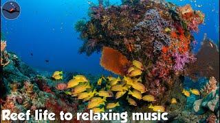 Reef Life to Relaxing Music