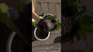 Высадка эустомы в кашпо #эустома #сад #рассада #цветы #посадка
